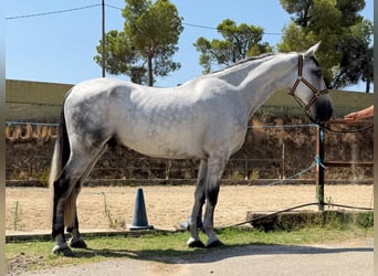 Andalusier, Wallach, 6 Jahre, 164 cm, Schimmel