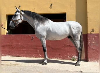 Andalusier, Wallach, 6 Jahre, 164 cm, Schimmel