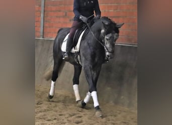 Andalusier, Wallach, 6 Jahre, 165 cm, Apfelschimmel