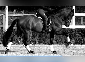 Andalusier, Wallach, 6 Jahre, 165 cm, Brauner