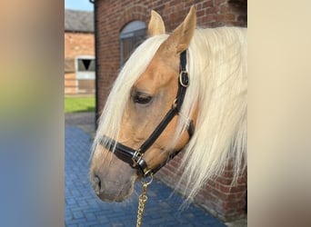 Andalusier, Wallach, 6 Jahre, 165 cm, Buckskin