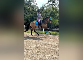 Andalusier, Wallach, 6 Jahre, 165 cm, Buckskin