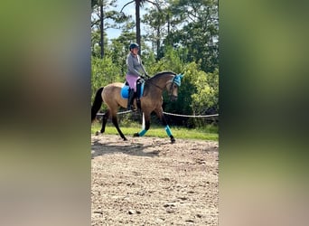 Andalusier, Wallach, 6 Jahre, 165 cm, Buckskin