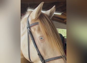 Andalusier, Wallach, 6 Jahre, 165 cm, Champagne