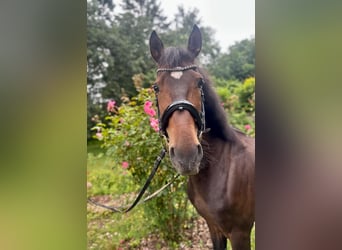 Andalusier, Wallach, 6 Jahre, 165 cm, Dunkelbrauner