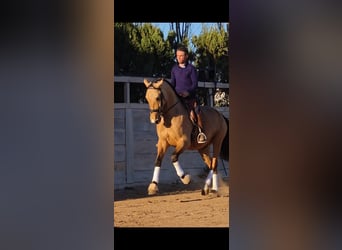 Andalusier, Wallach, 6 Jahre, 165 cm, Falbe