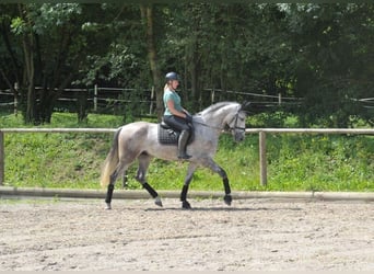 Andalusier, Wallach, 6 Jahre, 167 cm, Apfelschimmel