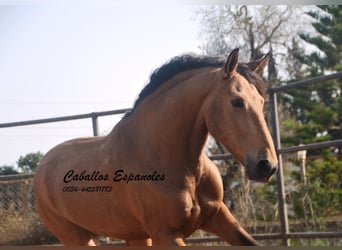 Andalusier, Wallach, 6 Jahre, 167 cm, Falbe