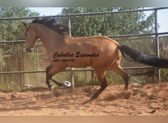 Andalusier, Wallach, 6 Jahre, 167 cm, Falbe