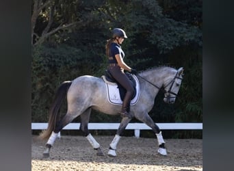 Andalusier, Wallach, 6 Jahre, 167 cm, Schimmel