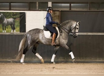 Andalusier, Wallach, 6 Jahre, 167 cm, Schimmel