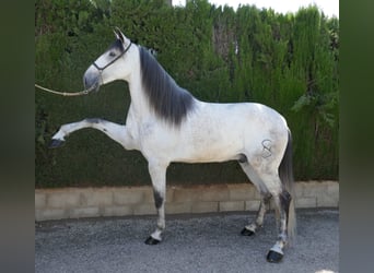 Andalusier, Wallach, 6 Jahre, 168 cm, Schimmel