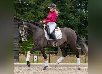 Andalusier, Wallach, 6 Jahre, 169 cm, Schimmel