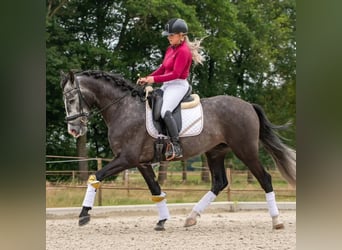 Andalusier, Wallach, 6 Jahre, 169 cm, Schimmel