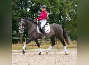 Andalusier, Wallach, 6 Jahre, 169 cm, Schimmel