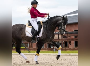 Andalusier, Wallach, 6 Jahre, 169 cm, Schimmel