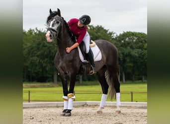 Andalusier, Wallach, 6 Jahre, 169 cm, Schimmel