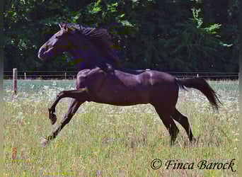 Andalusier, Wallach, 6 Jahre, 170 cm, Rappe