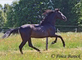 Andalusier, Wallach, 6 Jahre, 170 cm, Rappe