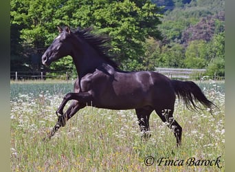 Andalusier, Wallach, 6 Jahre, 170 cm, Rappe