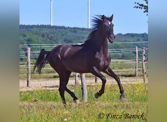 Andalusier, Wallach, 6 Jahre, 170 cm, Rappe