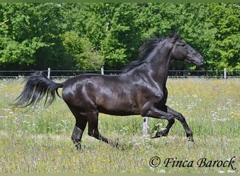 Andalusier, Wallach, 6 Jahre, 170 cm, Rappe