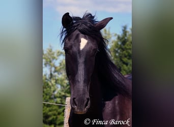 Andalusier, Wallach, 6 Jahre, 170 cm, Rappe