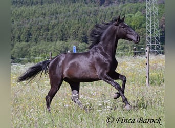 Andalusier, Wallach, 6 Jahre, 170 cm, Rappe