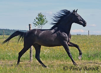 Andalusier, Wallach, 6 Jahre, 170 cm, Rappe