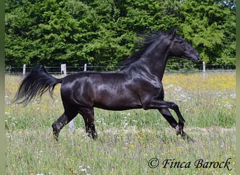Andalusier, Wallach, 6 Jahre, 170 cm, Rappe