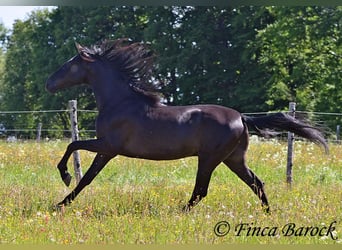Andalusier, Wallach, 6 Jahre, 170 cm, Rappe