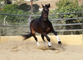 Andalusier, Wallach, 6 Jahre, 171 cm, Brauner
