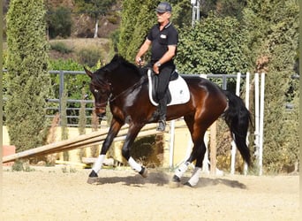 Andalusier, Wallach, 6 Jahre, 171 cm, Brauner