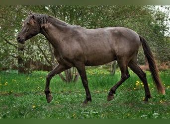 Andalusier Mix, Wallach, 6 Jahre, 175 cm, Rotbrauner