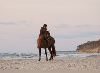 Andalusier Mix, Wallach, 6 Jahre, 175 cm, Rotbrauner