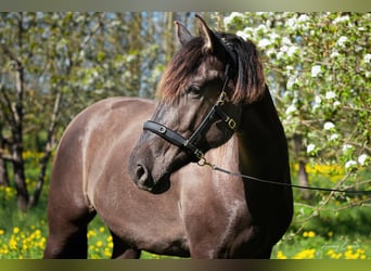 Andalusier Mix, Wallach, 6 Jahre, 175 cm, Rotbrauner