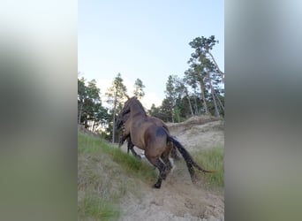 Andalusier Mix, Wallach, 6 Jahre, 177 cm, Rotbrauner
