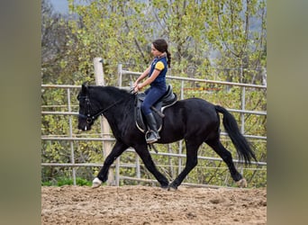 Andalusier Mix, Wallach, 7 Jahre, 131 cm, Rappe