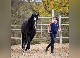 Andalusier Mix, Wallach, 7 Jahre, 131 cm, Rappe