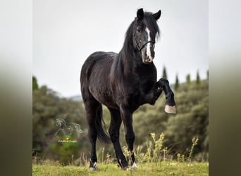 Andalusier Mix, Wallach, 7 Jahre, 131 cm, Rappe