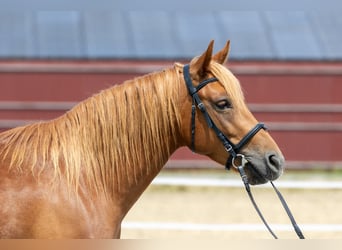 Andalusier, Wallach, 7 Jahre, 145 cm, Fuchs