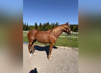 Andalusier, Wallach, 7 Jahre, 145 cm, Fuchs