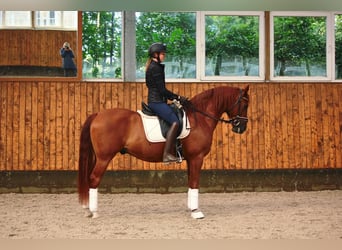 Andalusier, Wallach, 7 Jahre, 150 cm, Fuchs