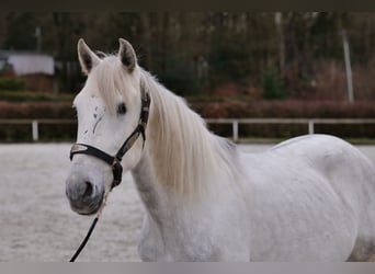 Andalusier, Wallach, 7 Jahre, 150 cm, Schimmel