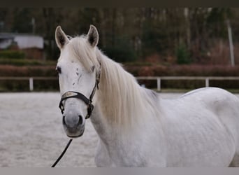 Andalusier, Wallach, 7 Jahre, 150 cm, Schimmel