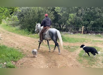 Andalusier Mix, Wallach, 7 Jahre, 152 cm, Apfelschimmel