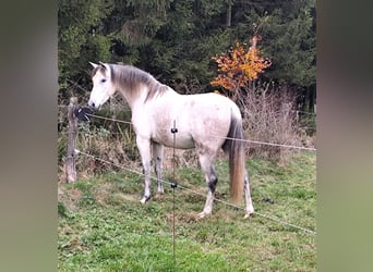 Andalusier Mix, Wallach, 7 Jahre, 155 cm, Apfelschimmel