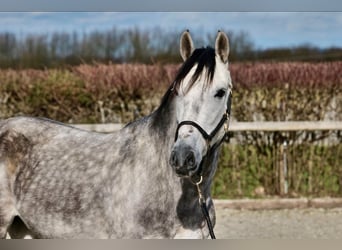 Andalusier Mix, Wallach, 7 Jahre, 155 cm, Apfelschimmel