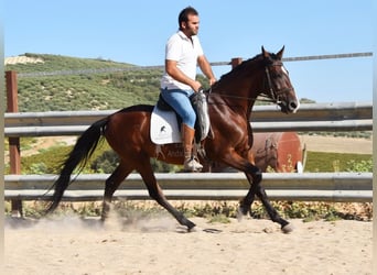 Andalusier, Wallach, 7 Jahre, 155 cm, Brauner