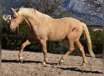 Andalusier, Wallach, 7 Jahre, 156 cm, Palomino